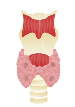 Parathyroidectomy by OrangeCountySurgeons.org  (2)